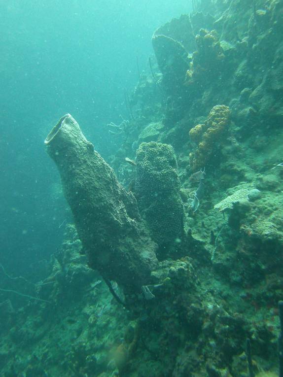 Enormes esponjas durante mergulho nas paredes submersas ao sul de Roseau, em Parque Nacional submarino em Dominica, no Caribe